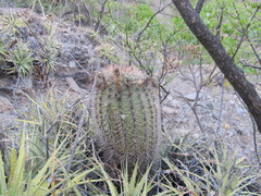 Acanthocalycium thionanthum