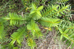 Veronica diosmifolia