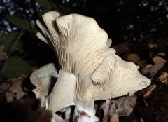 Clitocybe odora