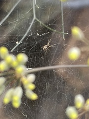 Araneae