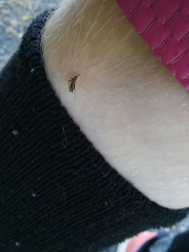 Silverback Mosquito photo 3