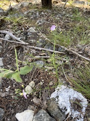 Agalinis edwardsiana