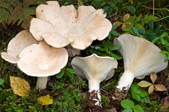 Infundibulicybe gigas