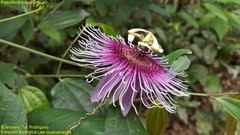 Passiflora