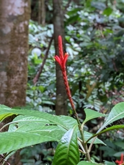 Aphelandra golfodulcensis image