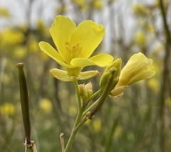 Diplotaxis tenuifolia