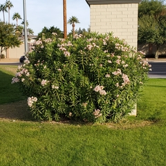 Nerium oleander