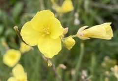 Diplotaxis tenuifolia
