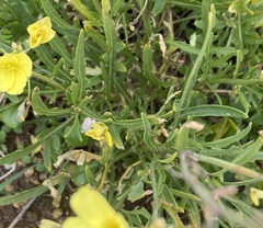 Diplotaxis tenuifolia