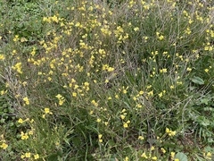 Diplotaxis tenuifolia