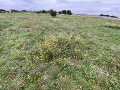 Diplotaxis tenuifolia