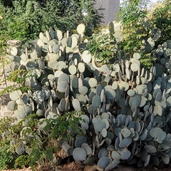 Opuntia