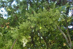Plagianthus