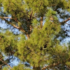 Pinus