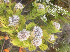 Serruria glomerata × villosa