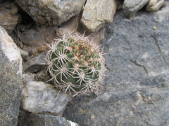 Acanthocalycium thionanthum
