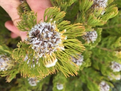 Serruria glomerata × villosa