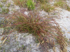 Pentameris curvifolia