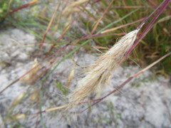 Pentameris curvifolia