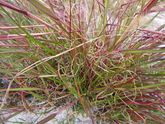 Pentameris curvifolia