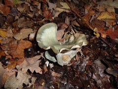 Clitocybe odora