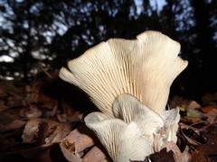 Clitocybe odora