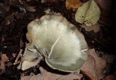 Clitocybe odora