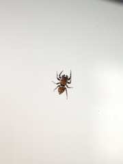 Heliophanus tribulosus