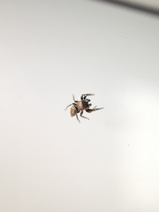 Heliophanus tribulosus