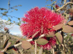 Melaleuca elliptica