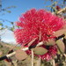 Granite Bottlebrush - Photo (c) douglaseustonbrown, some rights reserved (CC BY-SA), uploaded by douglaseustonbrown