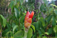 Costus pulverulentus