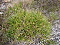 Capeobolus brevicaulis