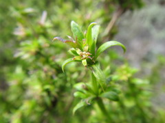Carpacoce spermacocea