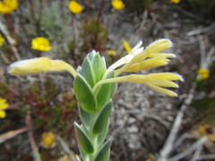Gnidia tenella