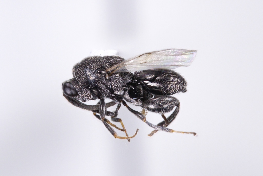 Haltichella rhyacioniae