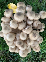 Armillaria mellea