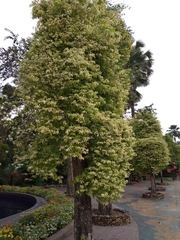 Wrightia religiosa