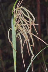 Fecundae