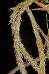 Fecundae