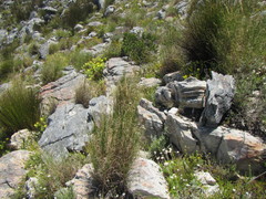 Pentameris macrocalycina