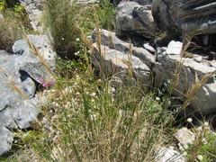 Pentameris macrocalycina