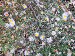 Symphyotrichum divaricatum