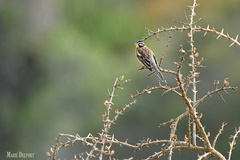 Emberiza flaviventris flaviventris