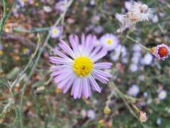 Symphyotrichum divaricatum