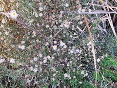 Symphyotrichum divaricatum