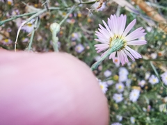 Symphyotrichum divaricatum