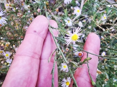 Symphyotrichum divaricatum