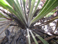 Mairia coriacea