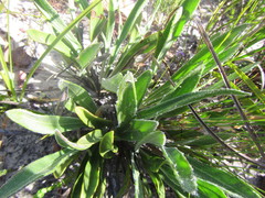 Mairia coriacea